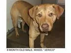 Adopt Jerico a Labrador Retriever