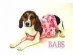 Adopt Prison dog Babs a Beagle