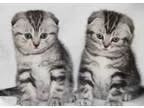 9 kittens 6 weeks