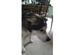 Adopt Booboo a Husky