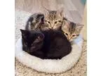 Adopt Fiona and Her Kittens King of Prussia PA a Tabby - Brown