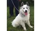 Adopt Talia a American Eskimo Dog Husky