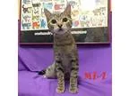 Adopt Mia a Spotted TabbyLeopard Spotted Domestic Shorthair (sho