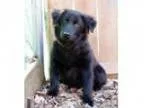 Adopt Hank a Spaniel Retriever