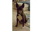 Adopt Mocha a BrownChocolate Husky  Shepherd (Unknown Type)  Mix