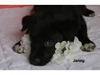 Adopt Janey a Black Labrador Retriever  Mixed dog in Northville 