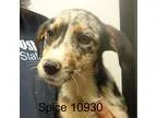 Adopt Spice a Merle Australian Cattle Dog  Labrador Retriever  M