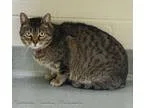 Adopt Abilene a Tiger Domestic Short Hair