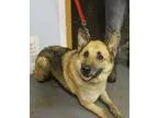 Adopt Chester a German Shepherd Dog
