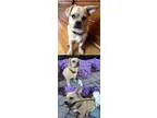 Adopt Gravy a Pug  Beagle  Mixed dog in Chantilly VA (15353491)