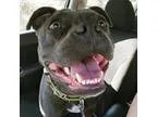 Adopt Sky  Sunshine Girl a GrayBlueSilverSal t and Pepper Americ