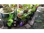 Plants - variety of plants