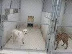 Adopt Tammy Faye a Irish Setter Great Pyrenees