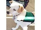 Adopt Brinkley a White - with Tan Yellow or Fawn Terrier (Unknow
