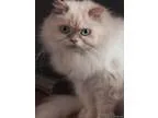 Flame point Himalayan
