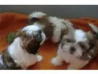 Wonderful shih tzu puppies