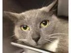 Adopt Dorothy - PetSmart a Domestic Short Hair-gray