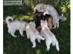 Male siberian husky puppy