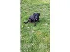 Adopt Ebony a Black Labrador Retriever  Mixed dog in Gig Harbor 