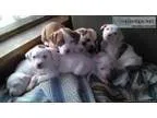 Good looking Pitbull Puppies