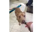 Adopt Austin a TanYellowFawn - with White Terrier (Unknown Type