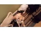Adopt Sterling a Terrier Labrador Retriever