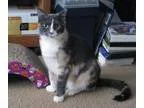 Adopt KATIE a Tiger Striped Calico  Mixed cat in Hamilton NJ (14