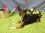 Adopt TRIXIE a Basenji  Mixed dog in Santa Clara CA (15307977)