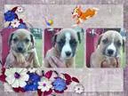 Adopt Cottonmill Puppies a Labrador Retriever