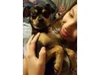 Adopt Zoey a Black - with Tan Yellow or Fawn Miniature Pinscher 