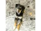 Adopt Abbie a Saluki German Shepherd Dog