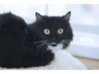 Adopt Zaida (nursing mom) a Domestic Medium Hair-black and white