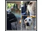 Adopt Tucker a Yellow Labrador Retriever