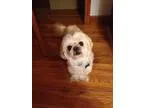 Adopt Maddie a White Pekingese  Poodle (Miniature)  Mixed dog in