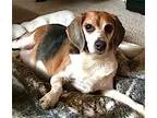 Adopt Patty (12 lb) a Tricolor (TanBrown and Black and White) Bo