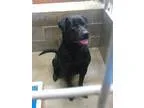 Adopt Bud a Labrador Retriever Rottweiler