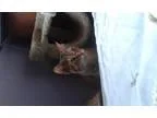 Adopt Foxy a Tabby - Brown