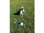 Jack Russell Terrier Mix