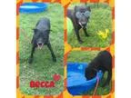 Adopt Becca a Labrador Retriever