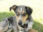 Adopt RAYMOND a Catahoula Leopard Dog Australian Shepherd