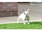 Beautiful french bulldog puppies for sal