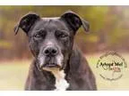 Adopt Olympia a Pit Bull Terrier