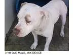 Adopt Deuce a Terrier