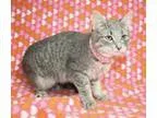 Adopt Tiff a Gray Blue or Silver Tabby Domestic Shorthair (short