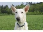 Adopt Prada-Just Arrived from Puerto Rico a German Shepherd Dog