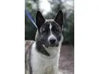 Adopt Tora a Akita