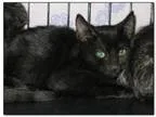 Adopt REN a All Black Domestic Shorthair  Mixed cat in Hamilton 