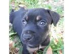 Adopt Mia  Puppy a Black - with Tan Yellow or Fawn Rottweiler  G