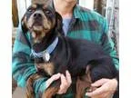 Adopt Jelly a Miniature Pinscher Beagle