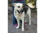 Adopt Shep - Adoption Pending a German Shepherd Dog